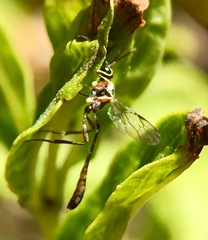 Anomalon reticulatum