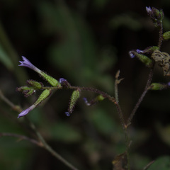 Plumbago pulchella