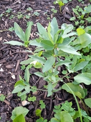 Prunus amygdalus