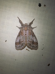 Dasychira dorsipennata