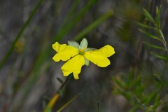 Hibbertia puberula