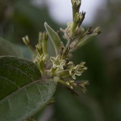 Cestrum tomentosum