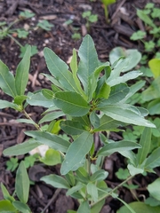 Prunus amygdalus