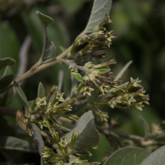 Cestrum tomentosum
