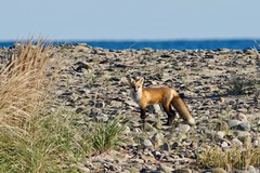 Vulpes vulpes rubricosa