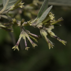 Cestrum tomentosum