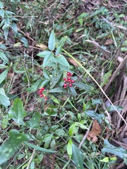 Psychotria tenuifolia