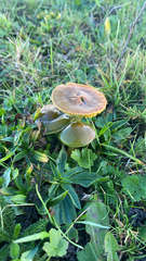 Gliophorus psittacinus