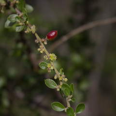 Condalia velutina