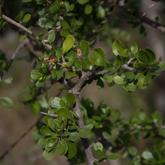 Condalia velutina