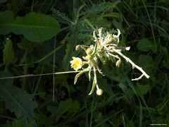 Andryala integrifolia