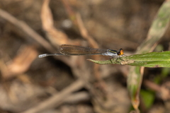 Pseudagrion ignifer