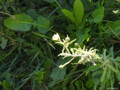 Andryala integrifolia