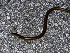 Ophisaurus ventralis image