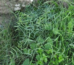 Vicia sativa nigra
