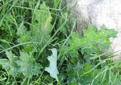 Carduus pycnocephalus