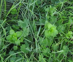 Stellaria media
