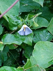 Lycianthes lenta