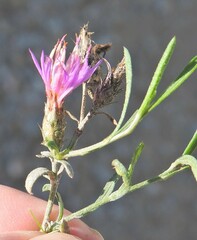 Centaurea aristata