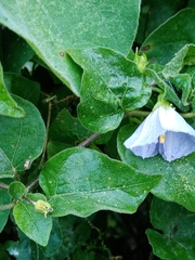 Lycianthes lenta