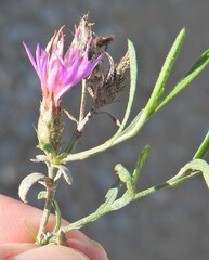 Centaurea aristata