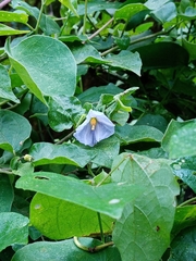 Lycianthes lenta