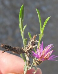 Centaurea aristata