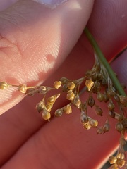 Juncus patens