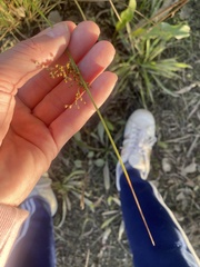 Juncus patens
