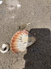 Pecten novaezelandiae