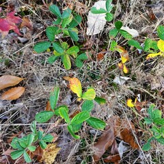 Rubus cuneifolius
