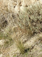 Stipa lagascae
