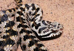Vipera aspis zinnikeri