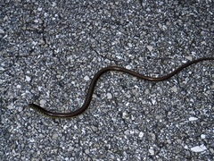 Ophisaurus ventralis image
