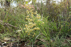 Lomandra multiflora