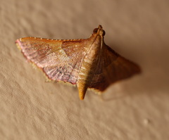 Endotricha approximalis