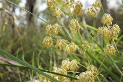 Lomandra multiflora