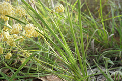 Lomandra multiflora