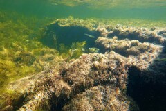 Meuschenia freycineti