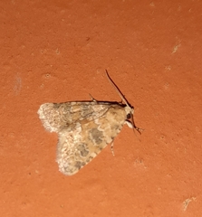 Bryophila domestica