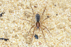 Argoctenus