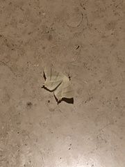 Ourapteryx sambucaria