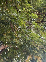 Koelreuteria bipinnata