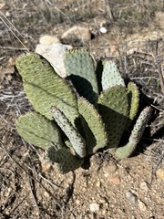 Opuntia basilaris