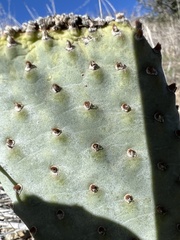 Opuntia basilaris