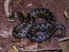 Vipera aspis zinnikeri