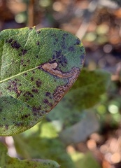 Stigmella betulicola