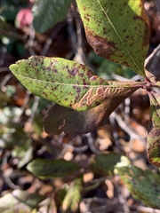 Stigmella betulicola
