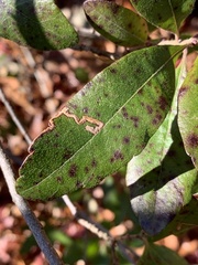 Stigmella betulicola