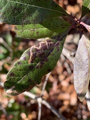 Stigmella betulicola